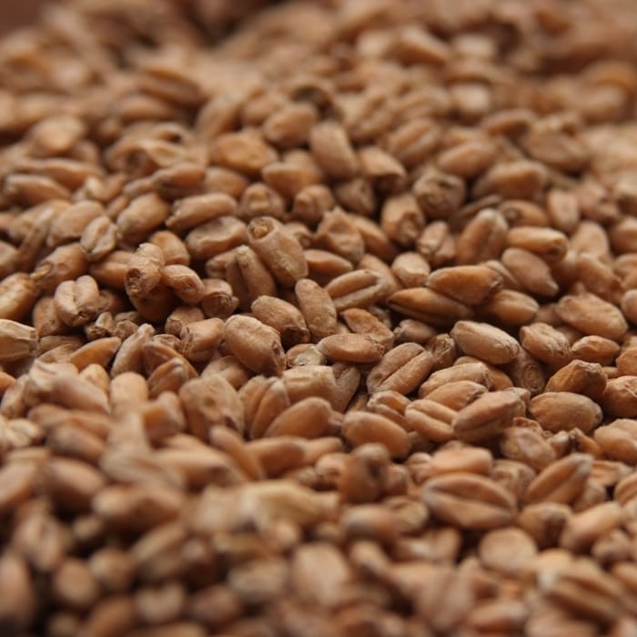 rahr-red-wheat-malt