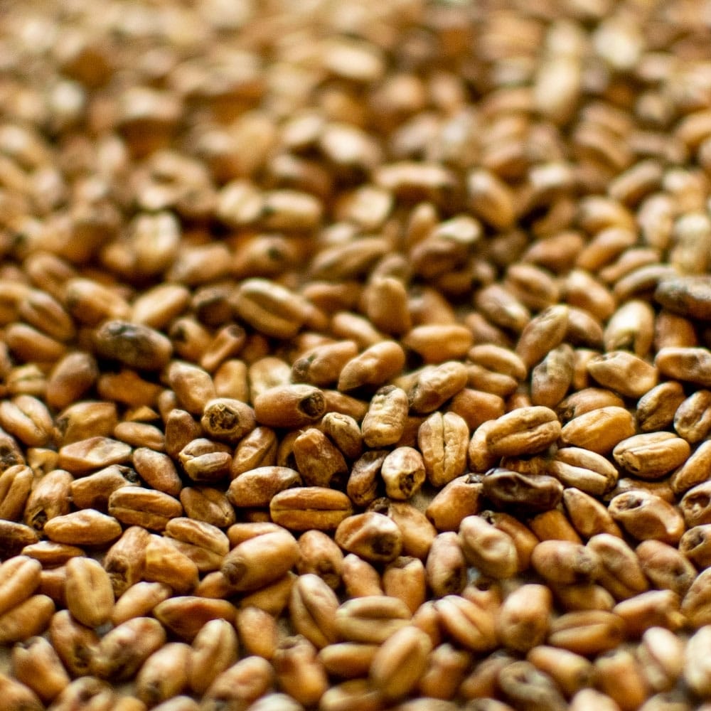 dingemans-toasted-wheat-malt