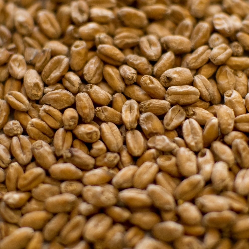 gambrinus-vienna-malt