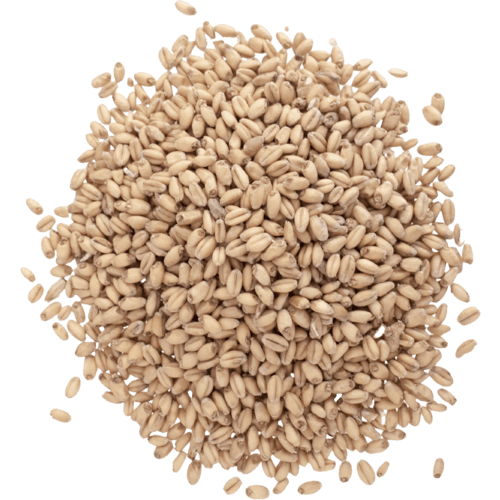 briess-white-wheat-malt